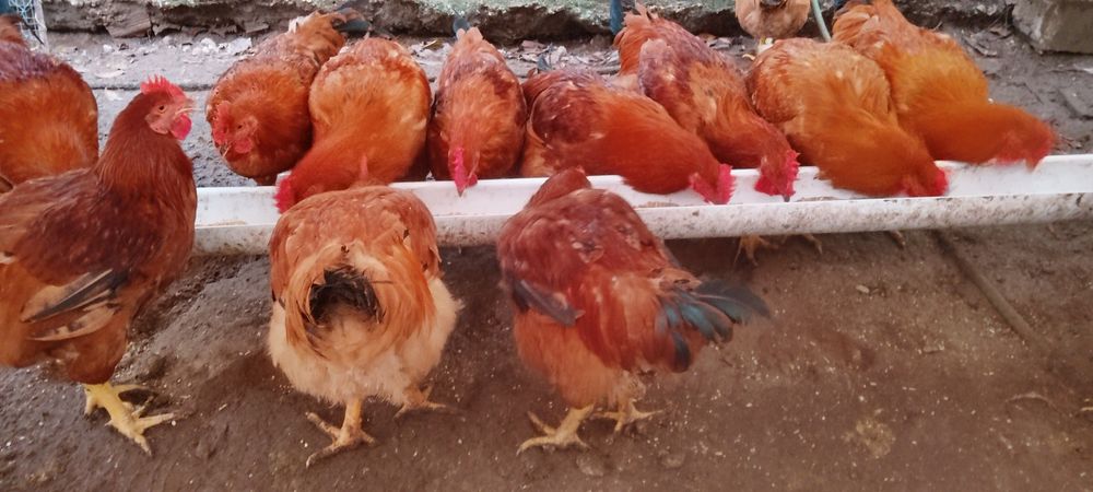 Frangos criados no campo