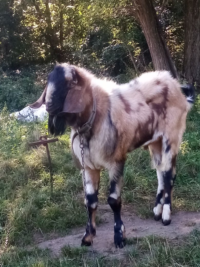 Англо нубійські цап