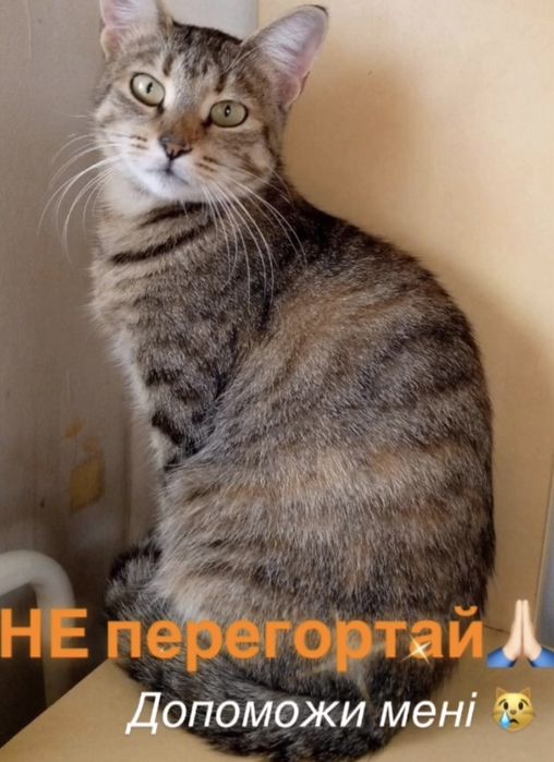 Мені немає де жити… Забери мене до себе!
