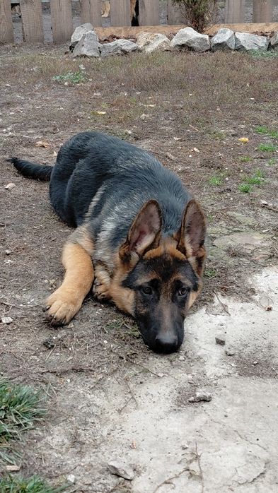 Подрощенные щенки немецкой овчарки