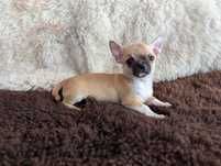 Chihuahua, urocza dziewczynka „CLEO”