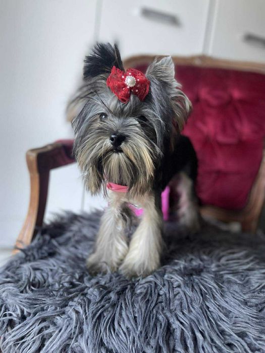 Yorkshire terrier miniaturka suczka Misia