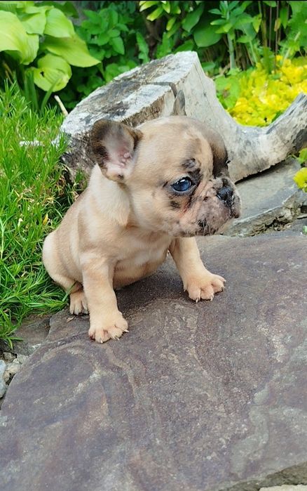 Французята - хлопчики й дівчата