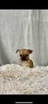 Mini Piękny Piesek Chihuahua Rodowód
