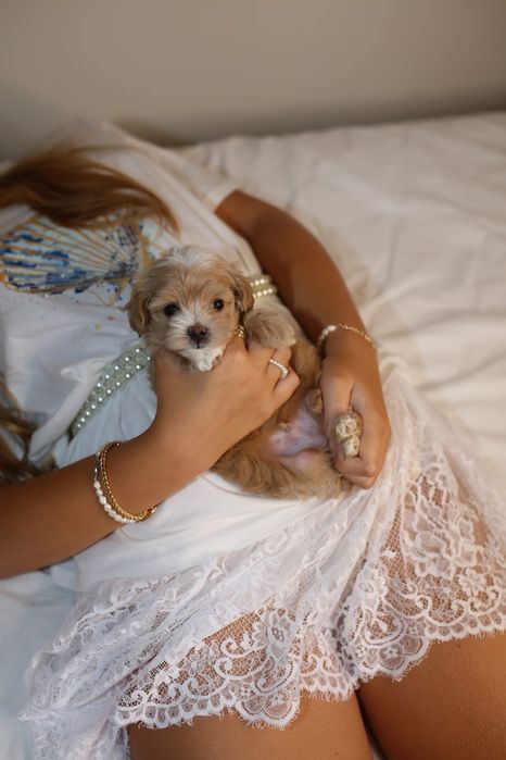 Мини мальтипу мальчик ф1, хлопчик мальтіпу міні, mini male maltipoo f1
