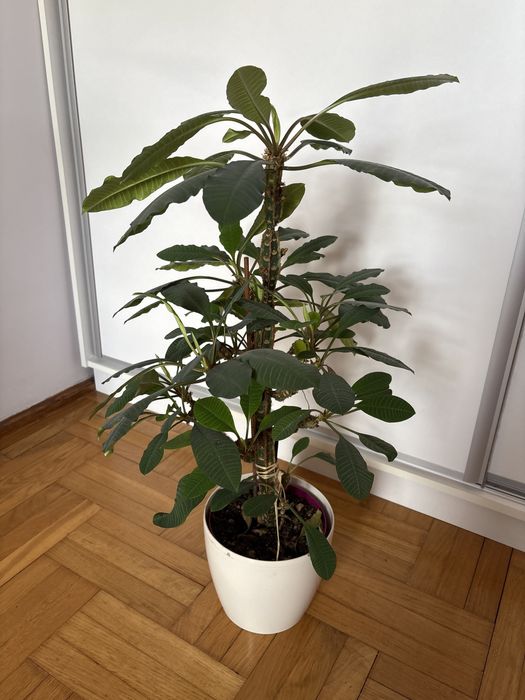 Wikczomiecz bialounerwiony