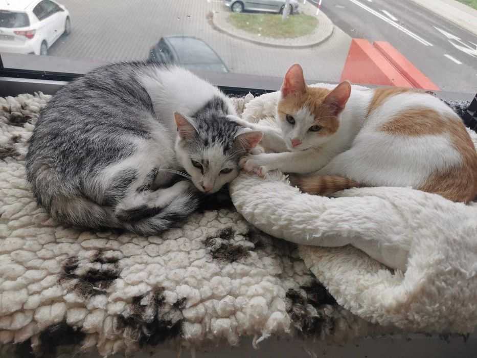 Urocza i spokojna Milka szuka kochającego domu