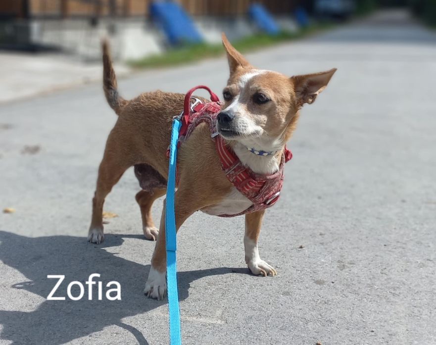 7 letnia Zofia 9kg adopcja za darmo oddam
