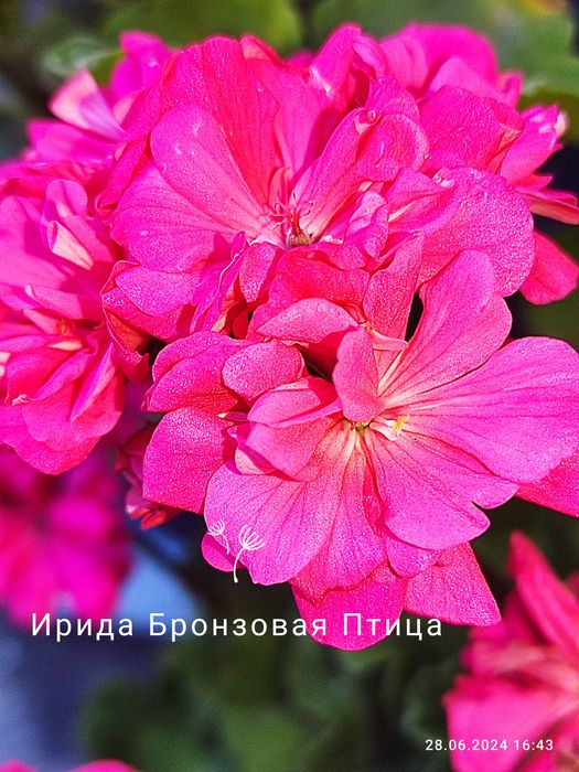 Пеларгонія сортова