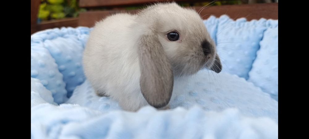 Декоративний міні, вісловухий кролик, mini lop