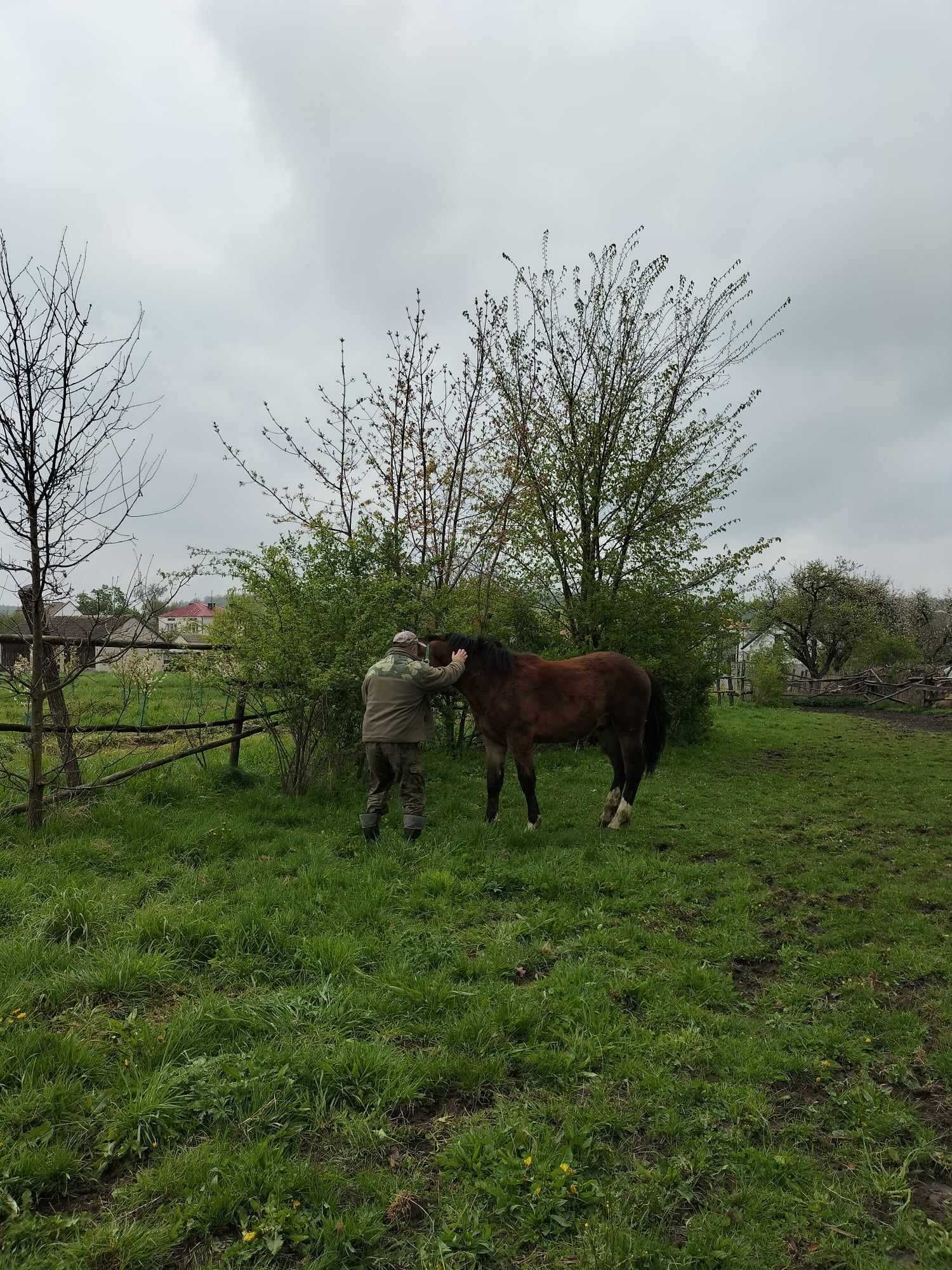 Sprzedam czternastomiesięcznego ogierka