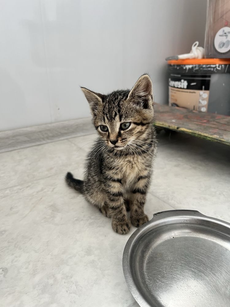 Віддаємо котиків в добрі руки