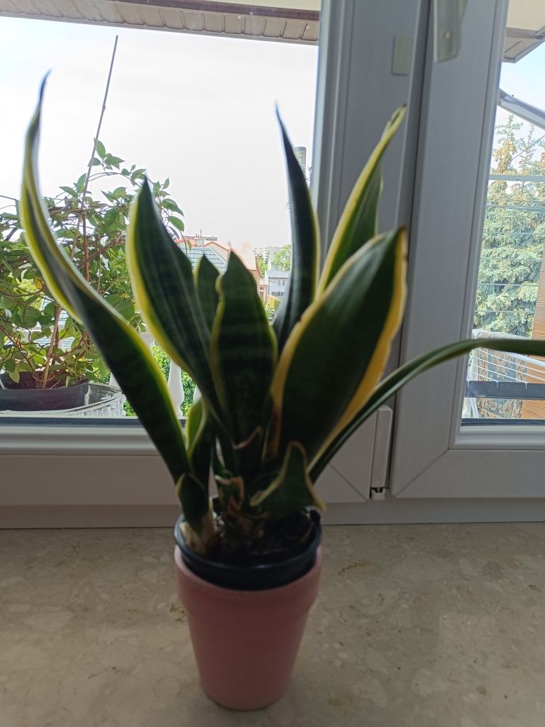 Sensavieria  4 pędy