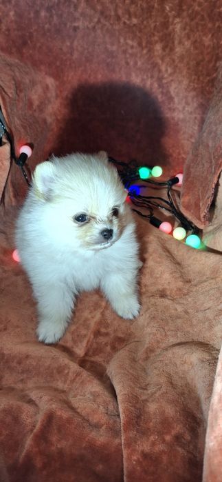 Малюки на долоню! Мiнi-хлопчики, здоровi шпiцулi шукають родини!