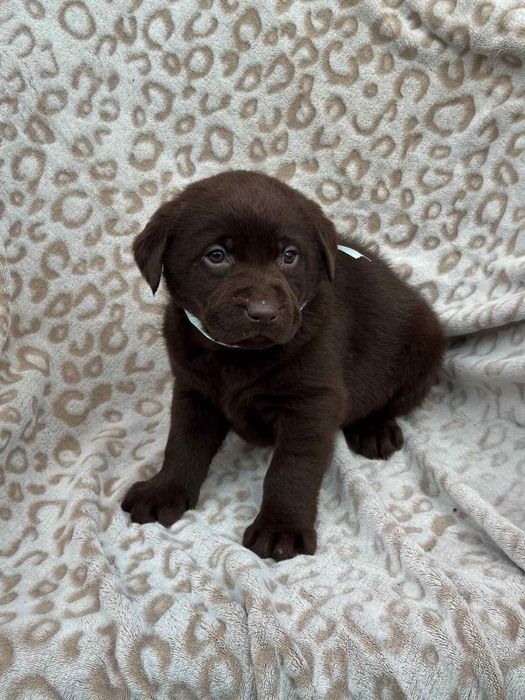 Шоколадки, бронь