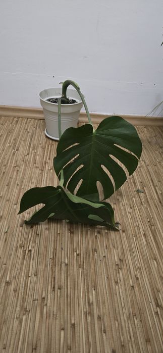 Монстeра Деликатесная