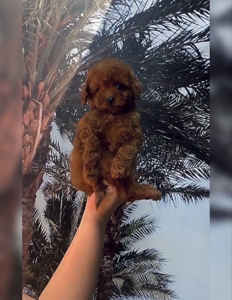 Boy toy poodle red braun Teddy той пудель тикап