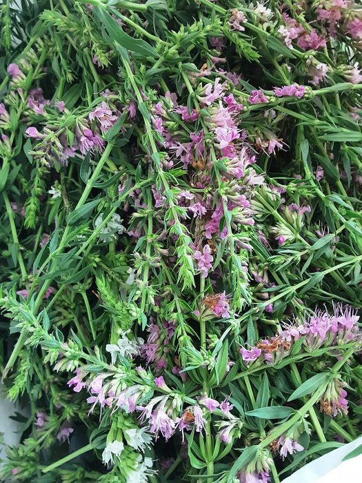 Гісоп / Ісоп лікарський, суцвіття  25 г