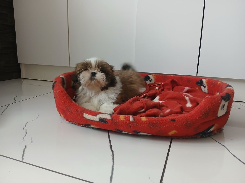 Shih-tzu z Rodowodem