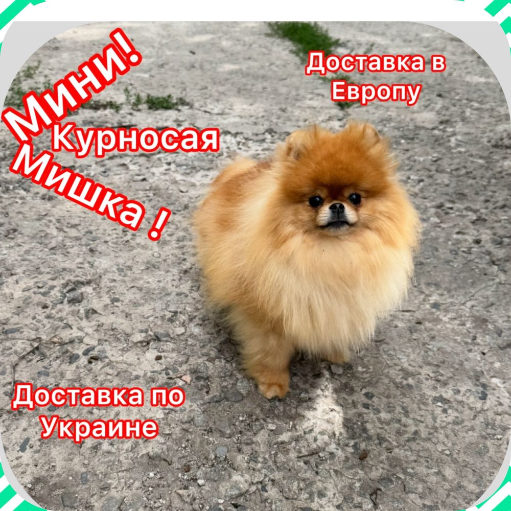 VIP!Кому щастя? Міні 100%