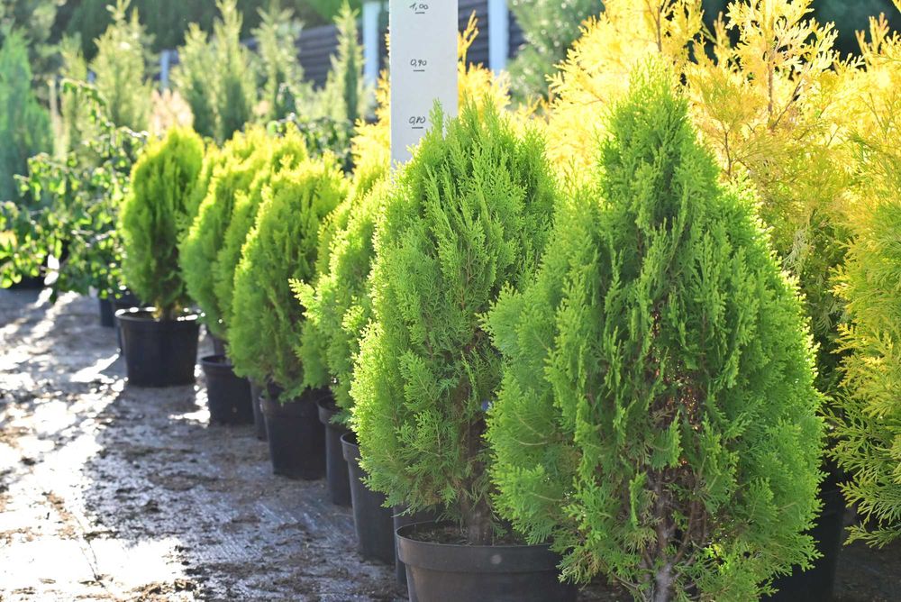 ŻYWOTNIK WSCHODNI AUREA NANA Tuja Aurea Nana 60-65 cm duże sadzonki