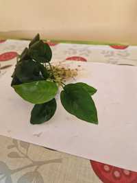 Anubias - okrągłe liście. Rośliny, roślinki do akwarium.