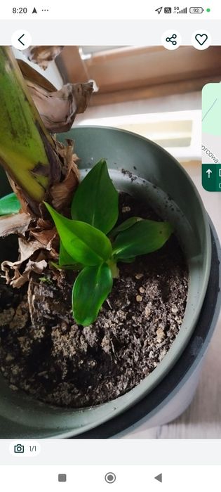 Musa tropicana sadzonka