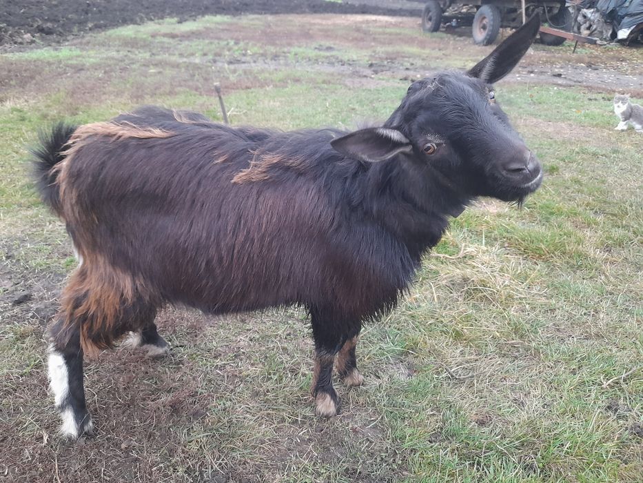 Продам козла,цапа