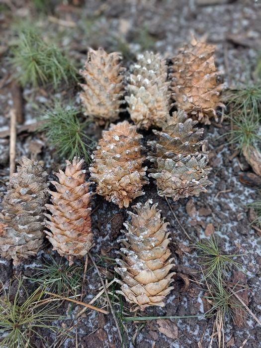 Семена Шишки Кедру Корейського Маньчжурского