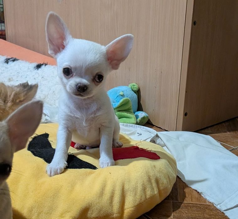 Chihuahua krótkowłosy FCI