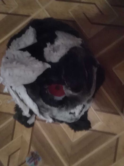 Фурсьют голова не дорого