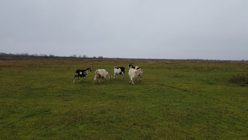 Продам козли річного віку