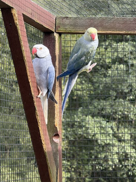 Sprzedam aleksandretty obrożne G.O