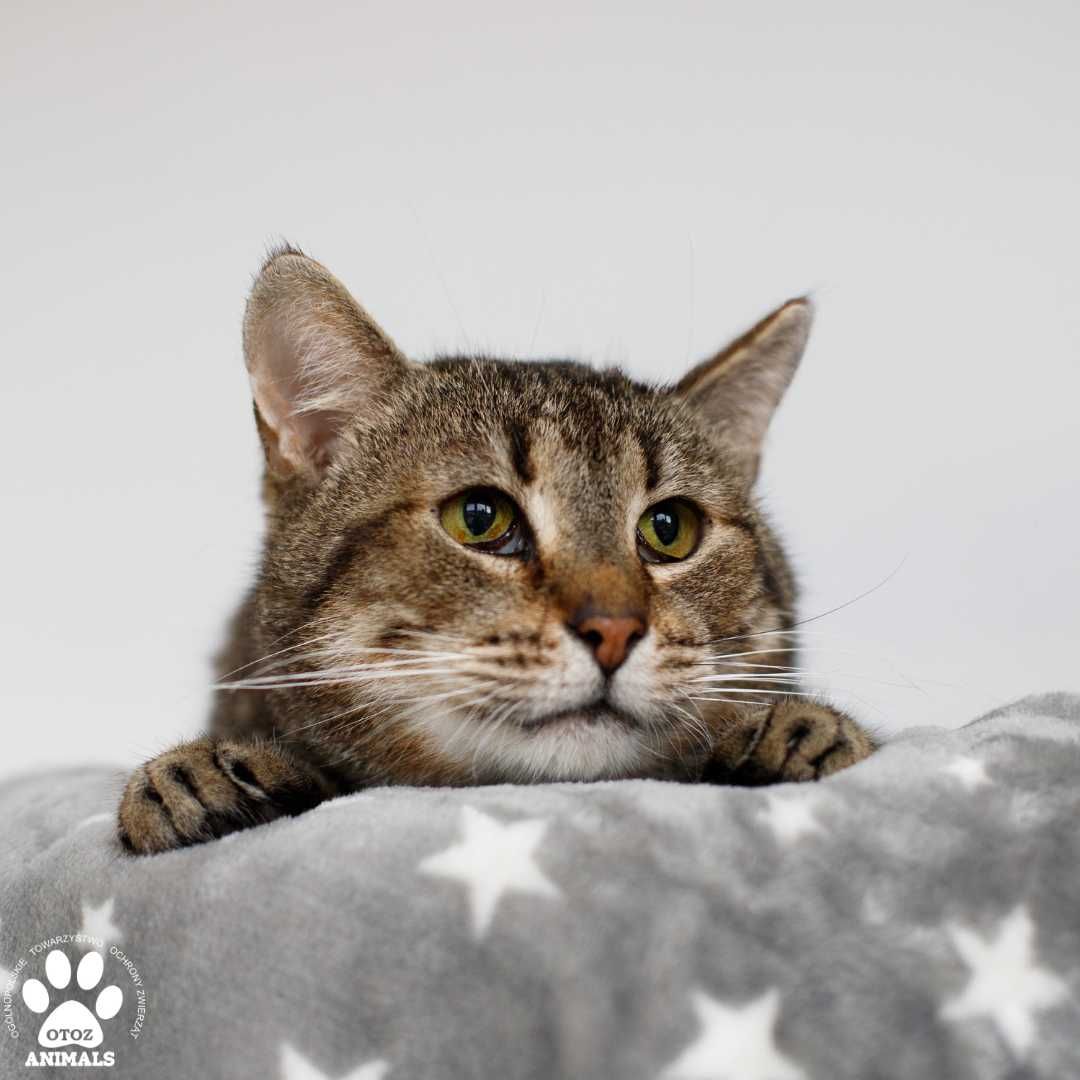 Koci senior IVO do adopcji! Łagodny tygrysek