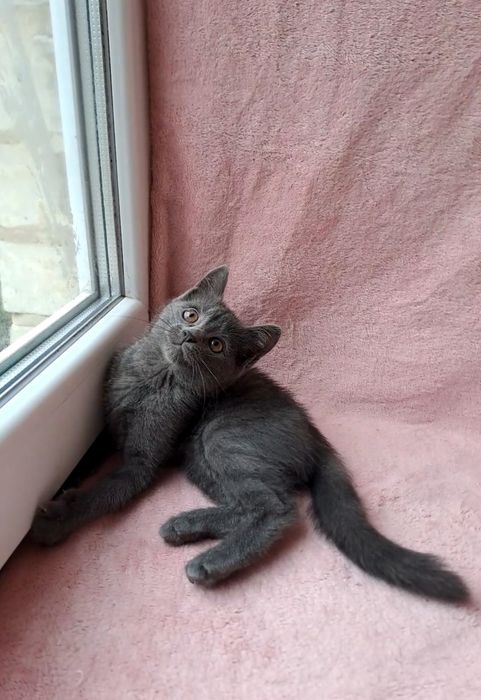 Шотландская девочка