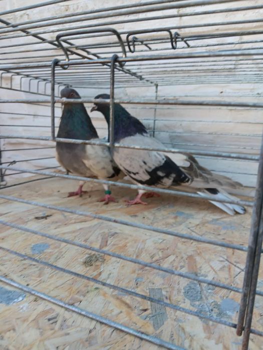 Gołębie mikołajewskie orliki