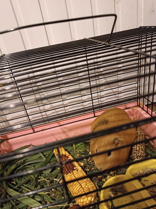 Продам морську свинку з кліткою 500 грн