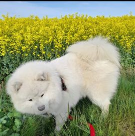 *Samoyed trzy letnią Sunia*