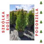 Tuja Szmaragd 70-100cm 20-30cm PROMOCJA !!! Sosna Świerk Brabant