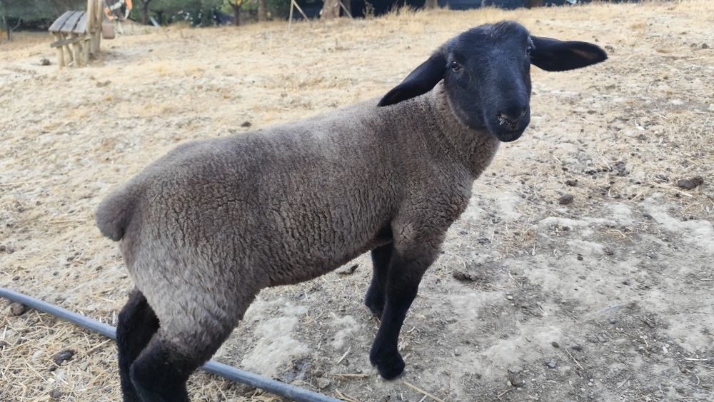 Suffolk borrego disponível