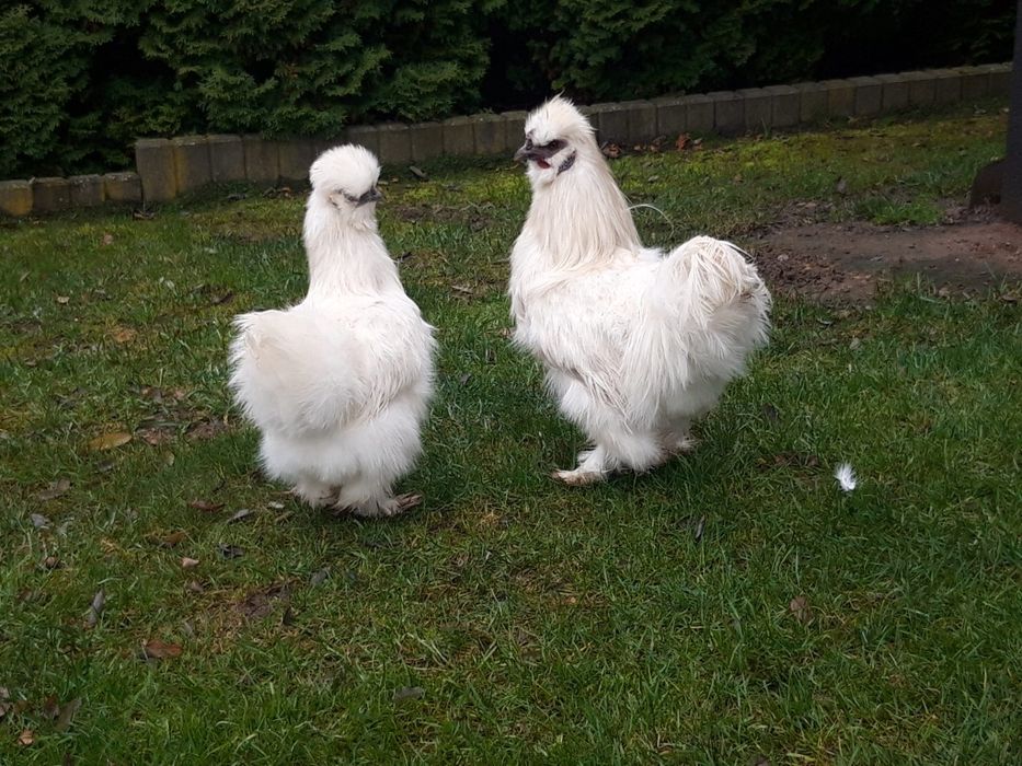 Kury  ozdobne  SILKA  SILKI  jedwabiste  OSTATNIA  PARA