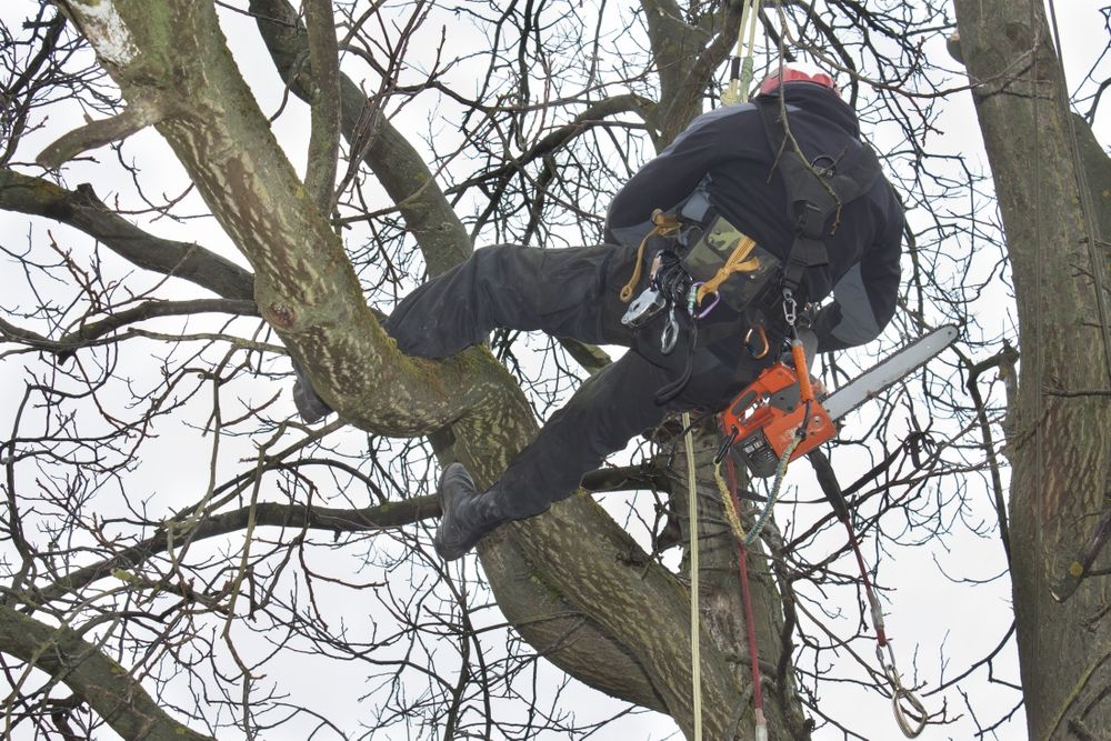 Climbing Lumberjack. Wycinka drzew alpinistycznie, arborysta