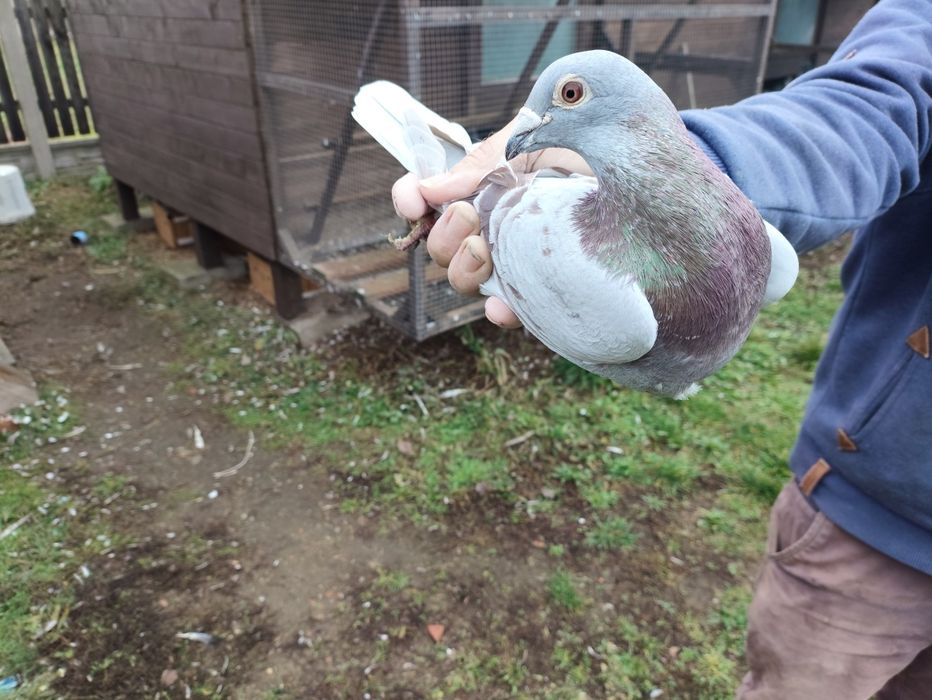 Gołąb Pocztowy Radwański Bricoux