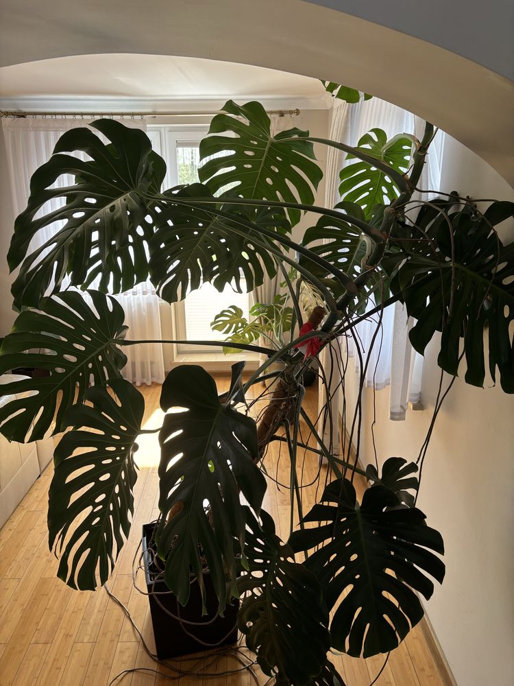 Monstera wraz z doniczką