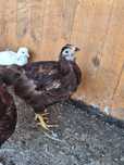 Kury ,kurczeta, amrock,araucana ,australop,minor ,wloszka,marans