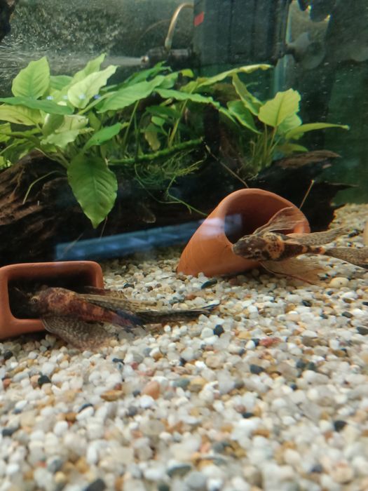 Zbrojnik lda 16 calico glonojad ancistrus.