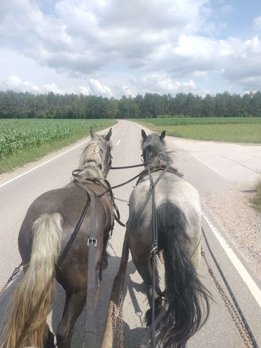 Sprzedam klacz zimnokrwistą