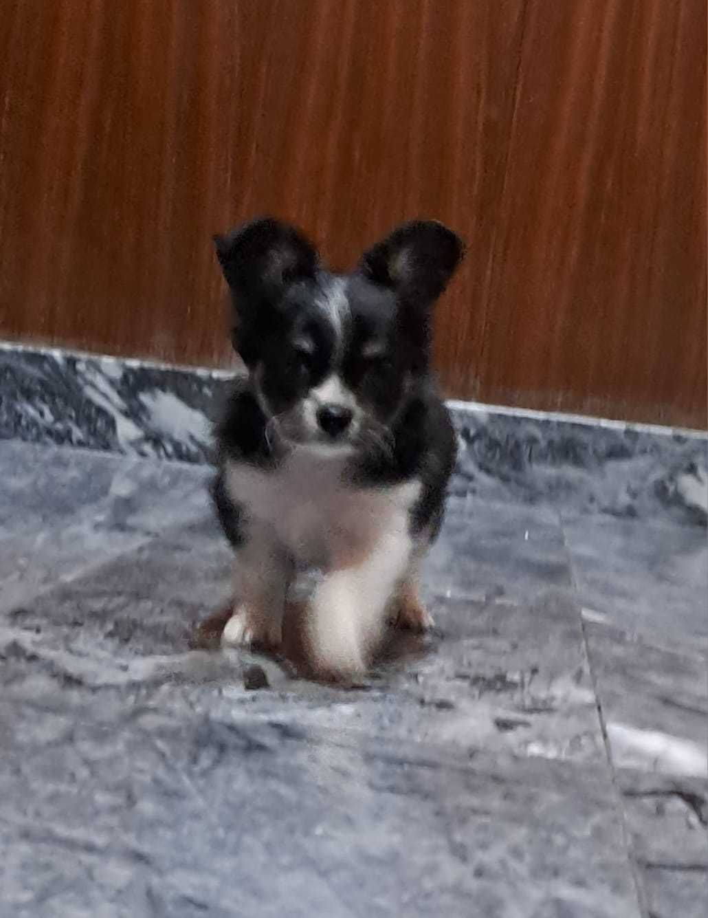 chihuahua macho pelo longo