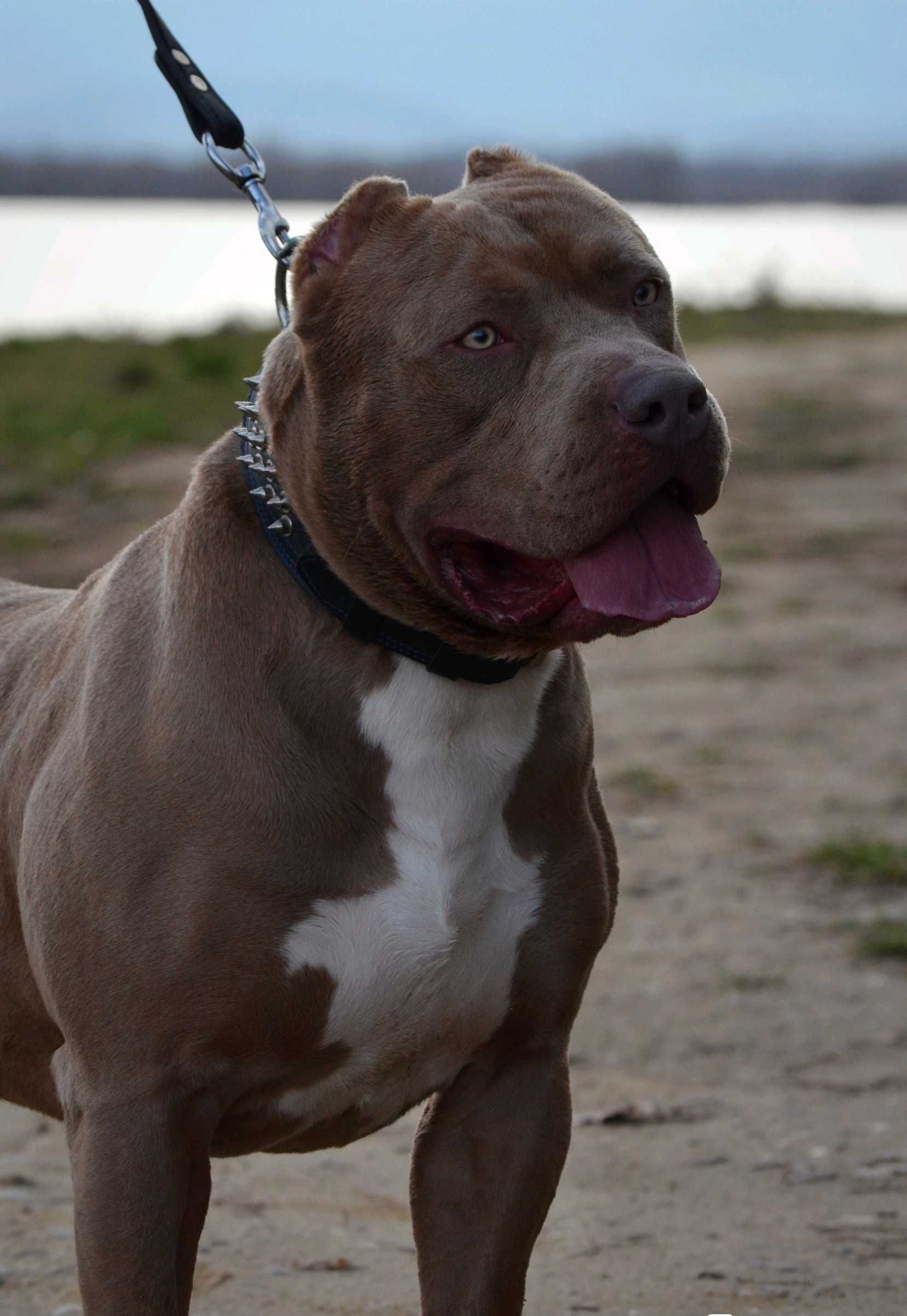 American Bully XL reproduktor ABKC