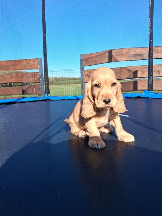 Cocker spaniel angielski
